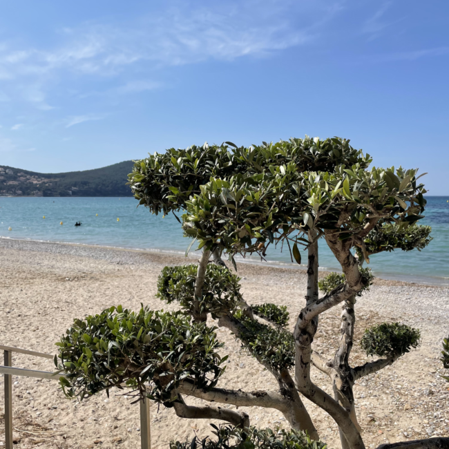 entretien des espaces verts, oliviers