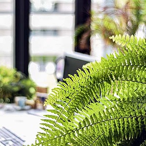 Flora Concept plantes originales interieur