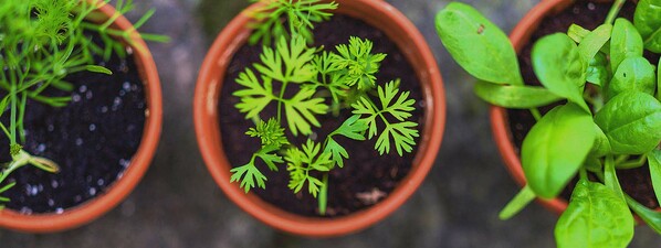 Flora_Concept_Potagers_urbains_toitures_vegetalisees_2