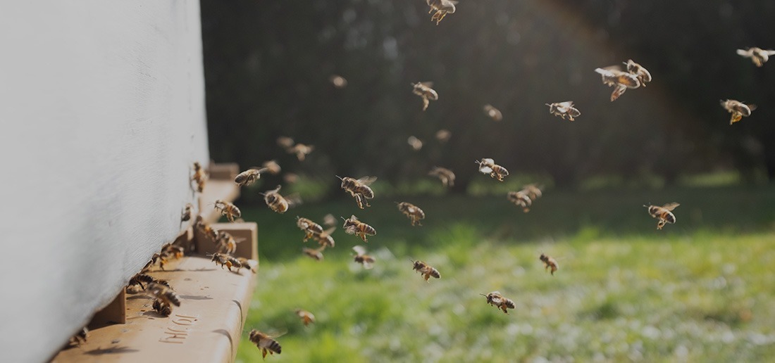 abeilles ruches en entreprise