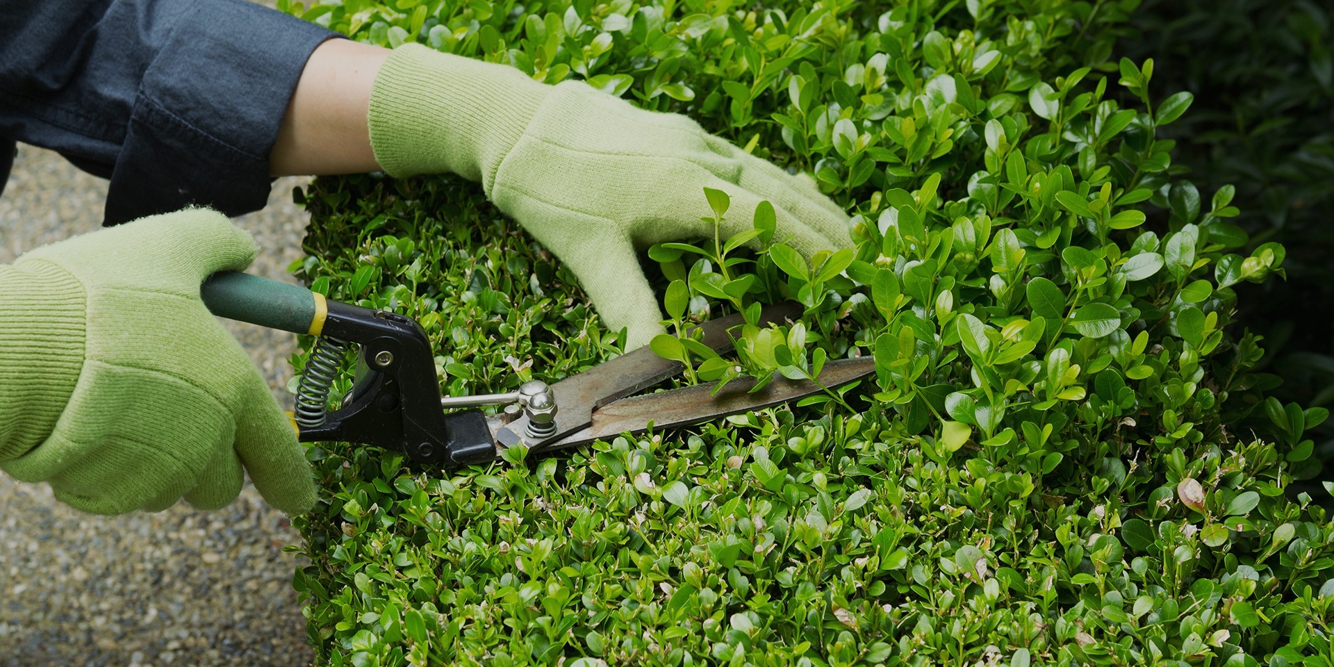 taille de haie entretien espaces verts