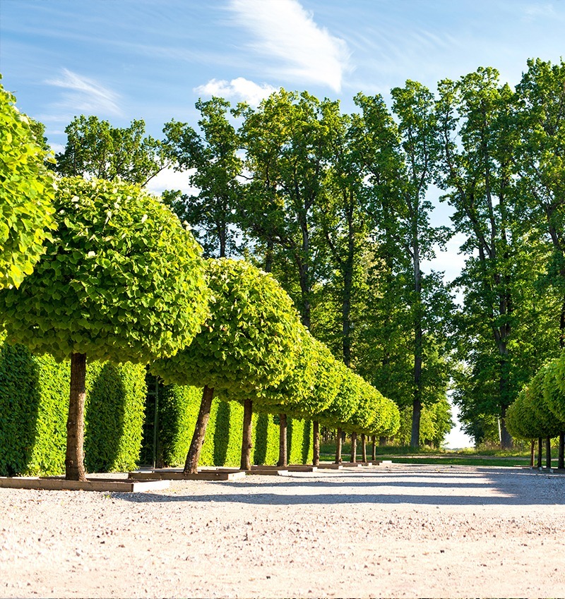 exemple taille de haies entretien espaces verts