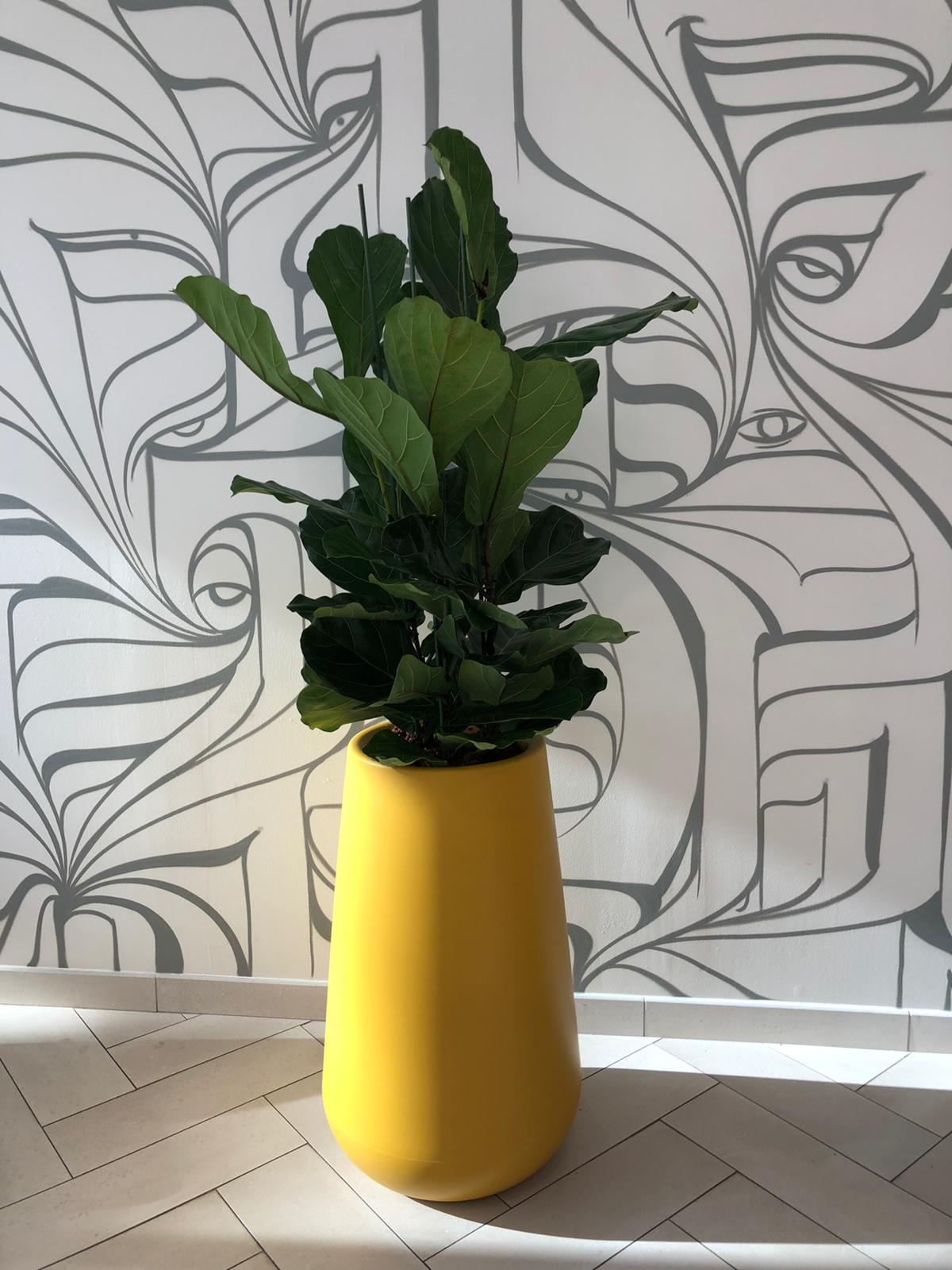 Bac peint jaune avec Ficus Lyrata