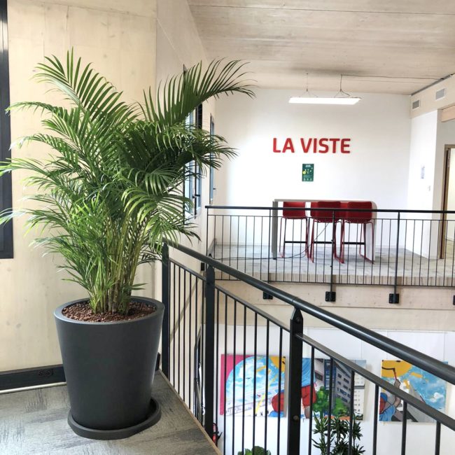 bac gris avec Areca