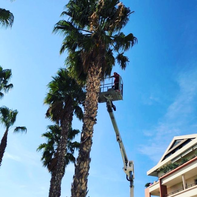 Élagage des palmiers du prestigieux Hôtel Golden Tulip Villa Massalia, paysage outdoor