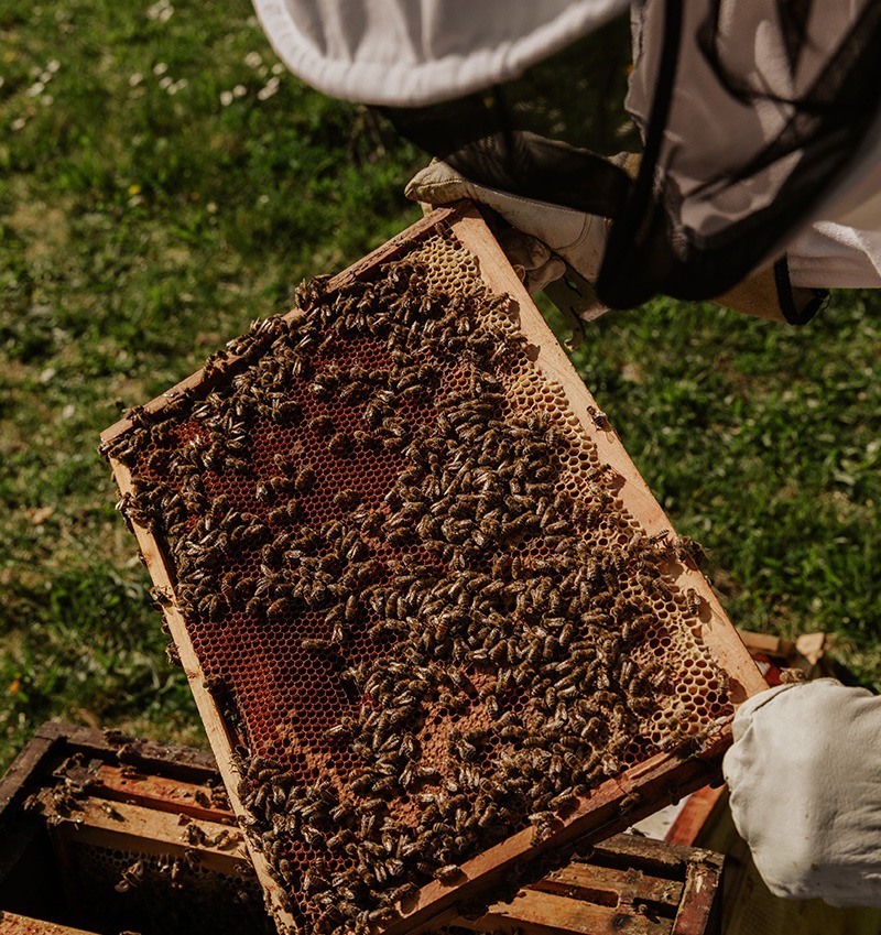 abeille et ruches en entreprise