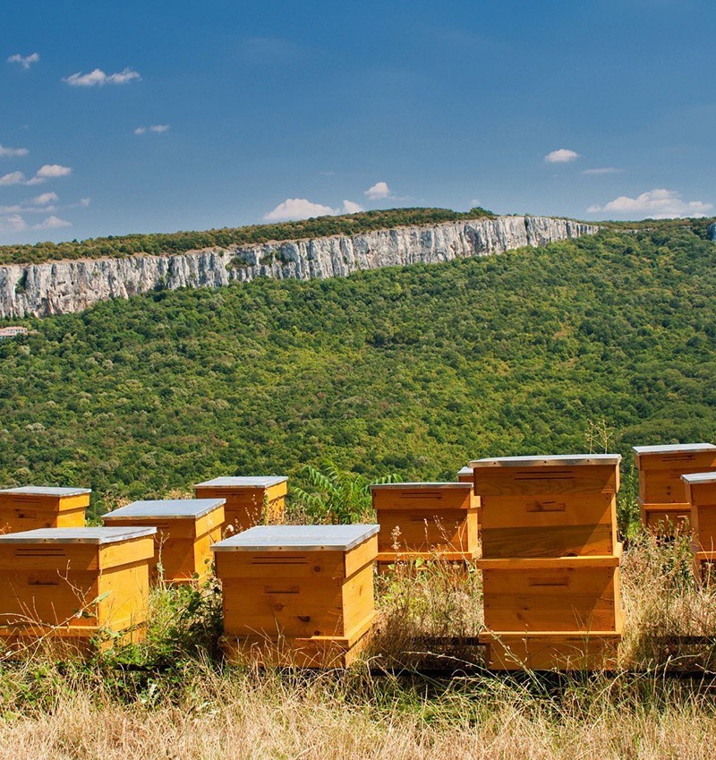 ruches sur montages, ruches en entreprise
