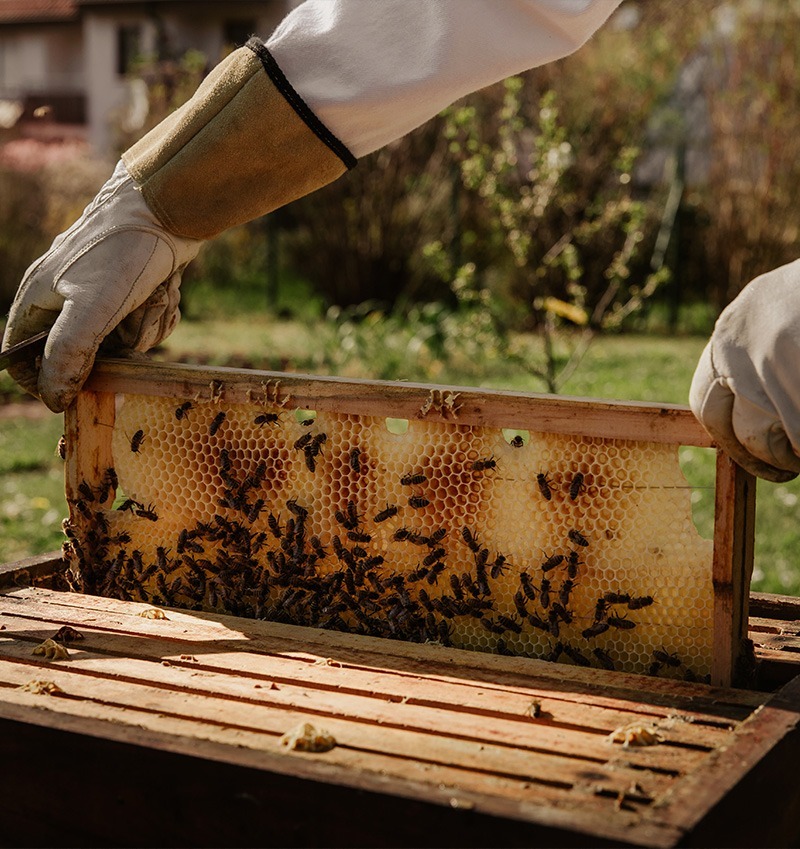 abeilles et ruches en entreprise