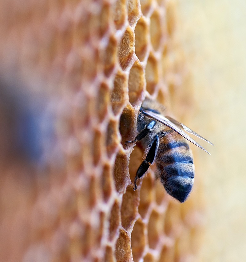 ruche et abeille ruches en entreprise