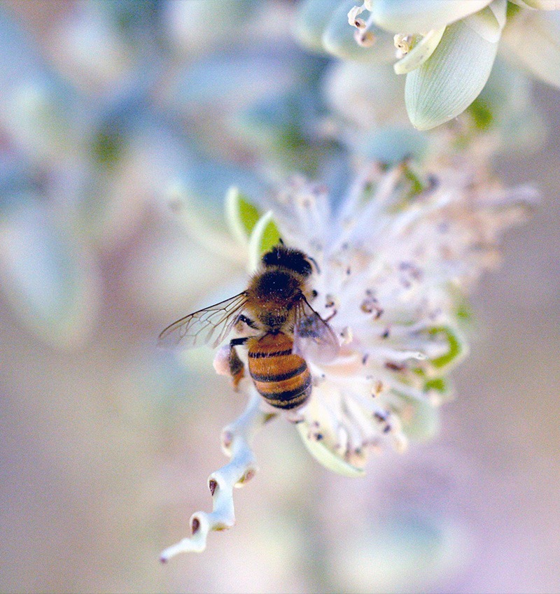 abeille ruches en entreprise