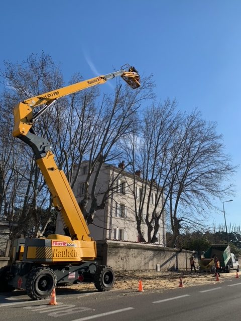 Mission d’élagage à Avignon de grands platanes