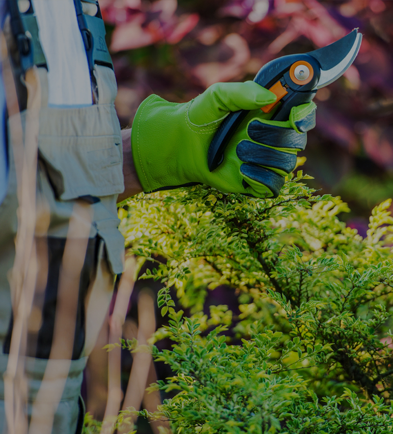 jardinage, entreprise du paysage