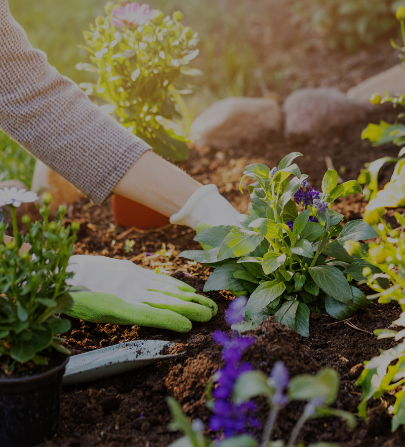 jardinage, entreprise du paysage