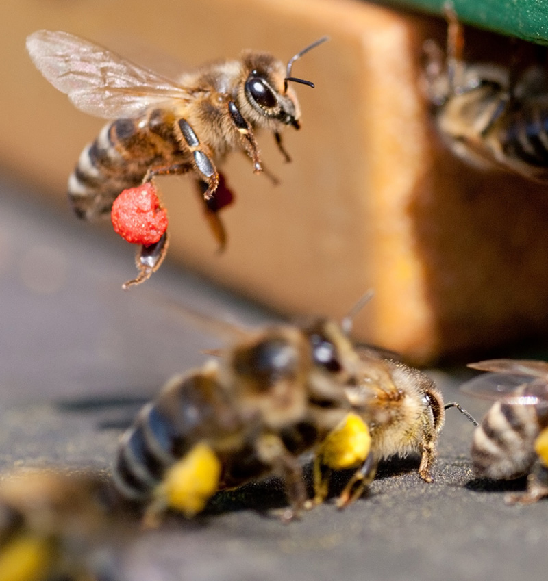 abeilles paysagiste engagé