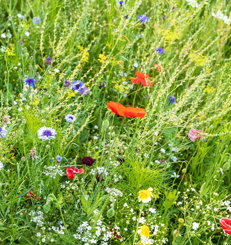 champ de fleurs paysagiste engagé