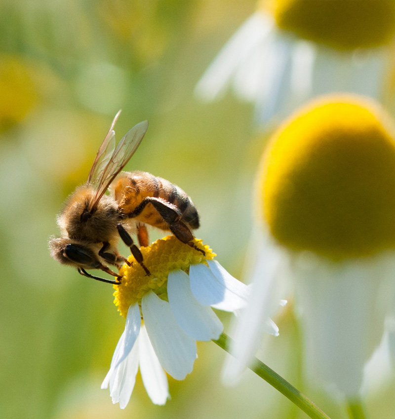 abeille paysagiste engagé