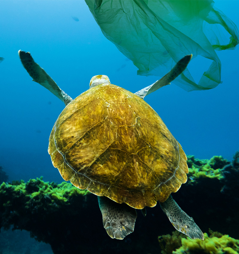 tortue dans la mer avec plastique, paysagiste engagé