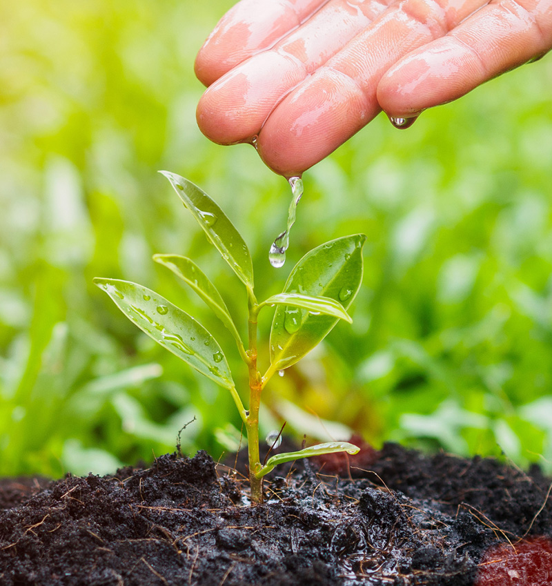 plantes arroser à la main, paysagiste engagé