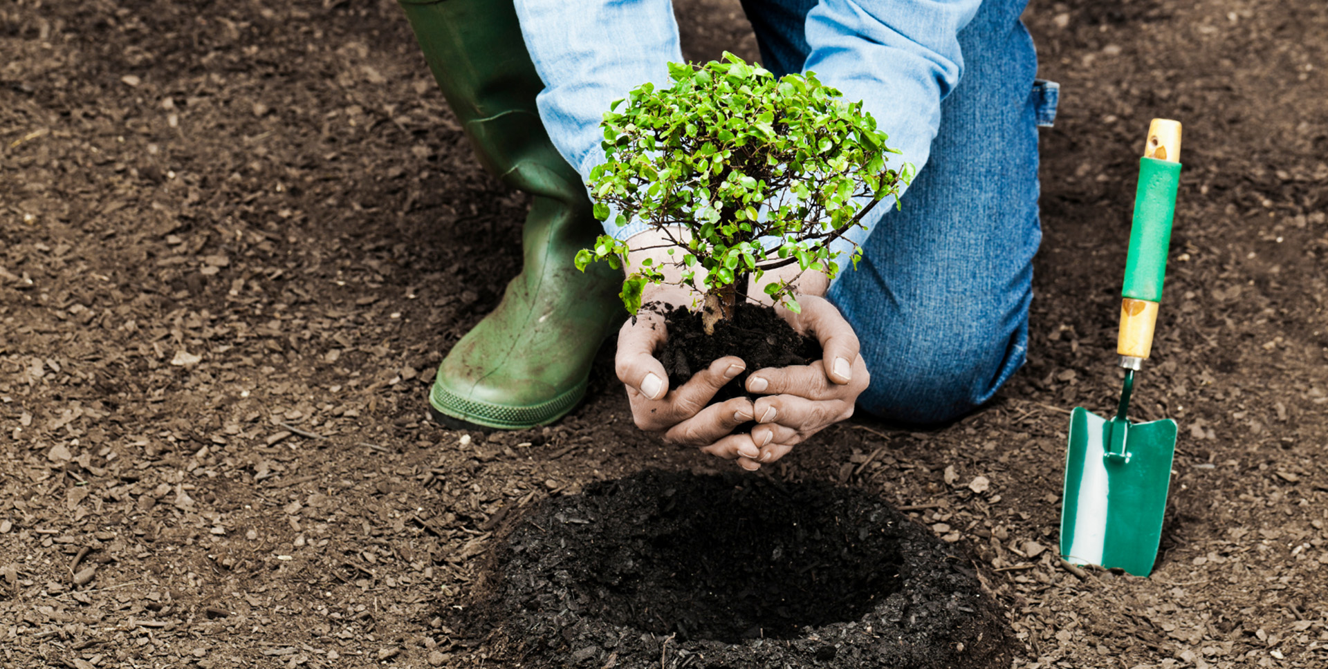 plantation plantes, paysagiste engagé