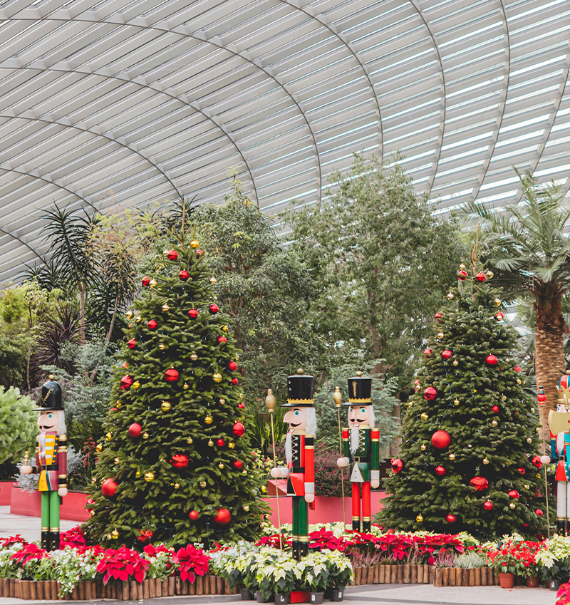 arbres de noël et plantes pour location événements