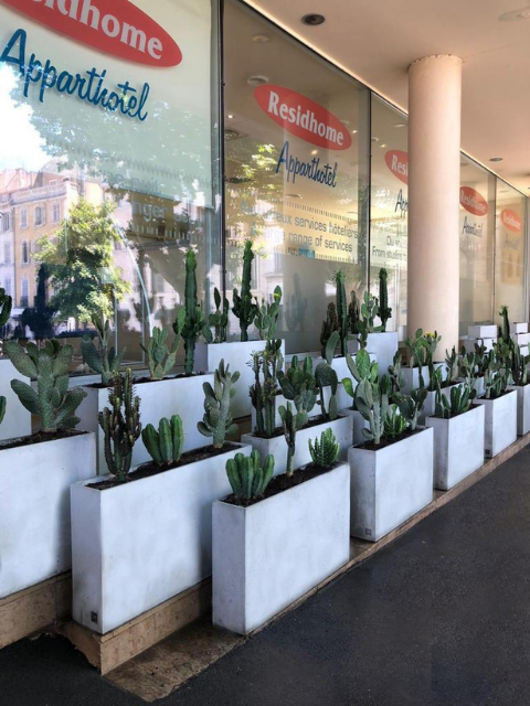 devanture en cactus