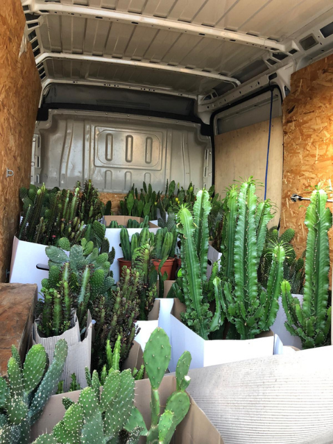 camions avec cactus, devanture en cactus
