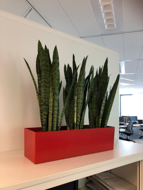 bac coloré avec sansevieria, paysagiste d'intérieur