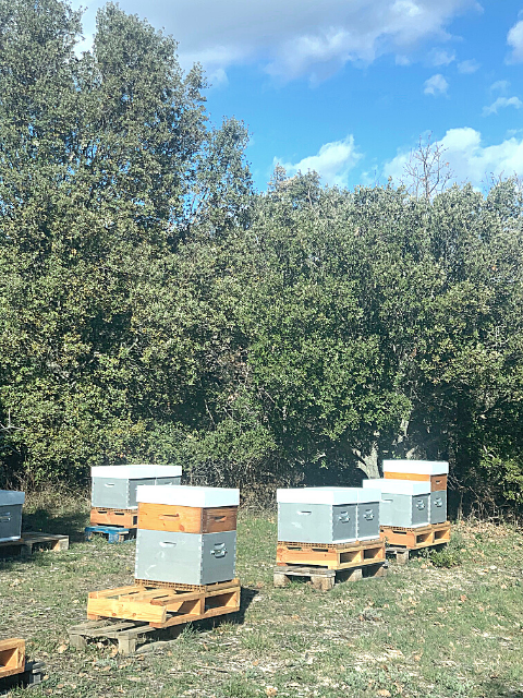 nouvelles ruches