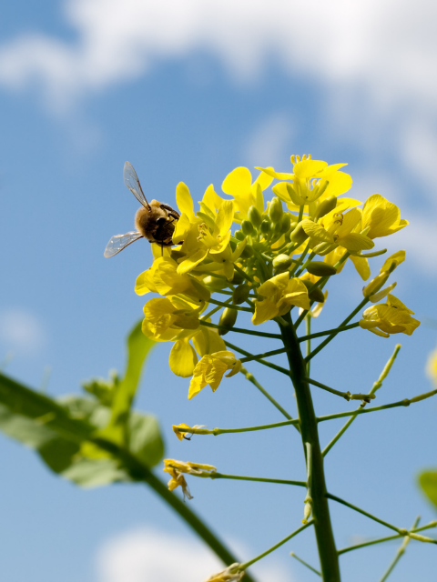 diagnostic écologique abeille
