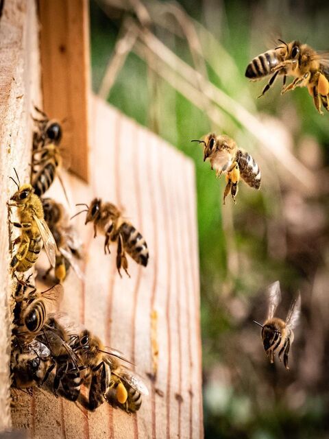 ruche, abeille entrepris