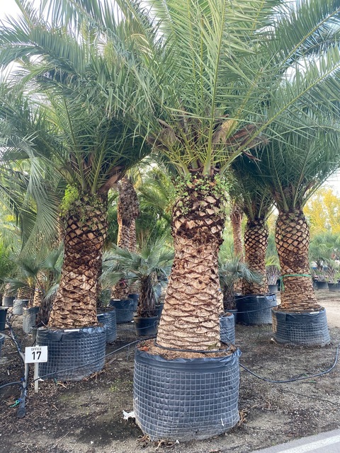 pots palmiers